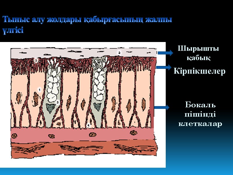 Тыныс алу жолдары қабырғасының жалпы үлгісі Шырышты қабық Бокаль пішінді клеткалар Кірпікшелер